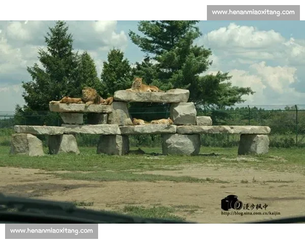 佩德里非洲 Safari 玩心跳:与狮共舞求生欲爆棚 佩德里非洲 Safari 玩心跳:与狮共舞求生欲爆棚