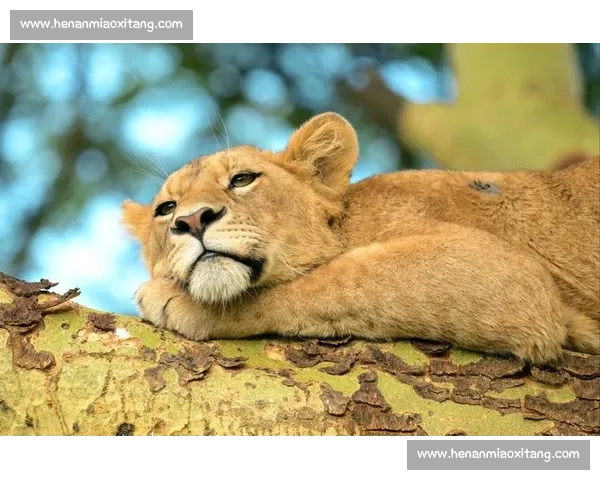 佩德里非洲 Safari 玩心跳：与狮共舞求生欲爆棚